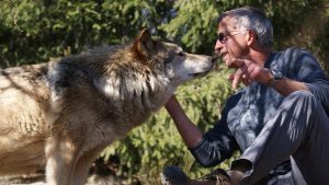 Les loups du Gévaudan