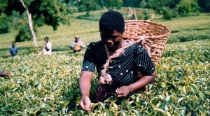 Famine in a Land of Plenty